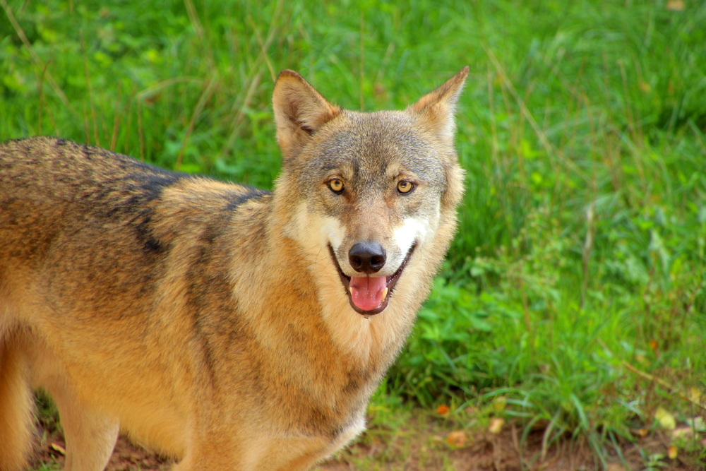 Canis lupus lupus