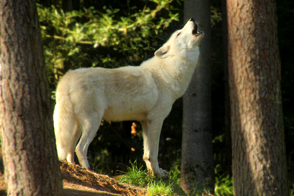 howling wolf