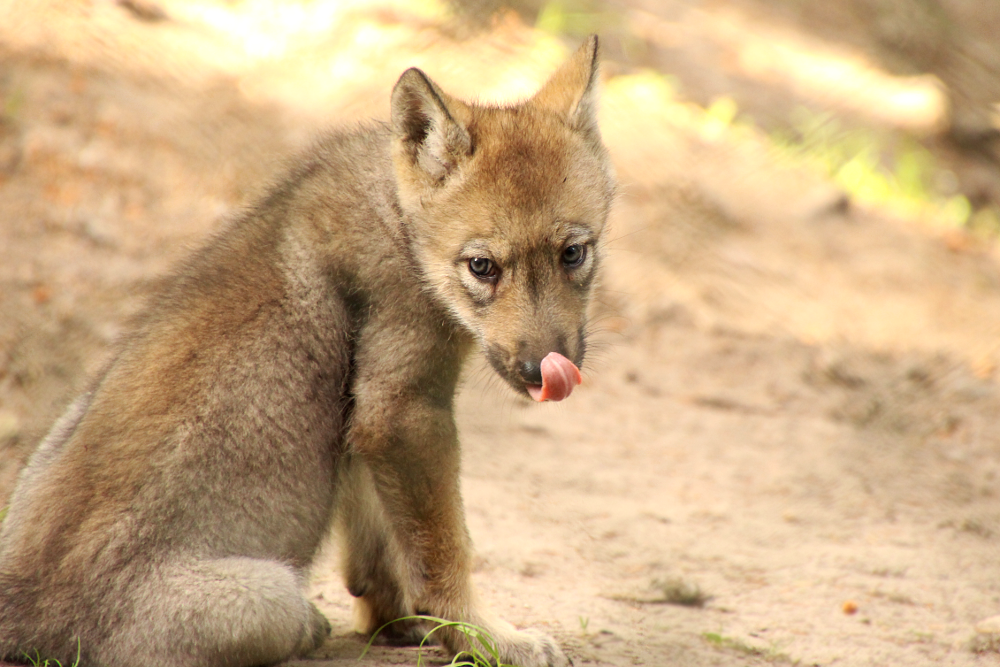 Outstretched Tongue