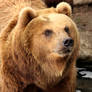 Brown Bear