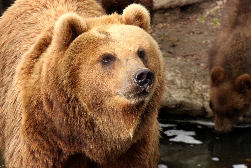 Brown Bear