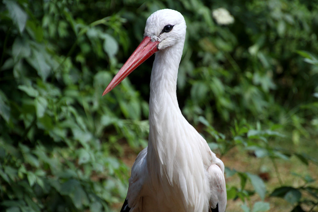 Stork