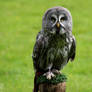 Great Gray Owl