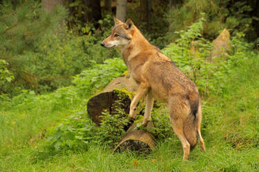 European Wolf