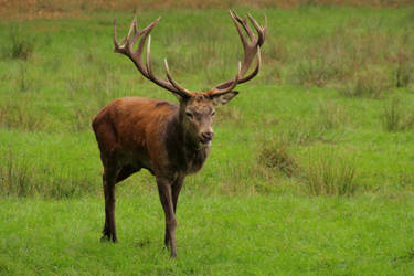 red deer 5