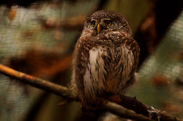 least pygmy owl