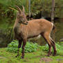 Alpine ibex