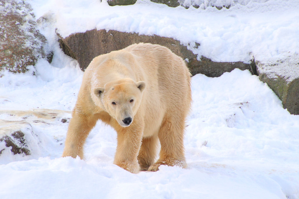 Ursus maritimus