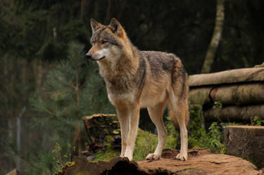 gray wolf