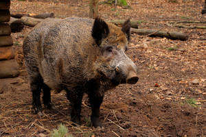 wild boar 1 by Quiet-bliss