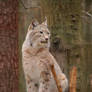 Lynx lynx 1