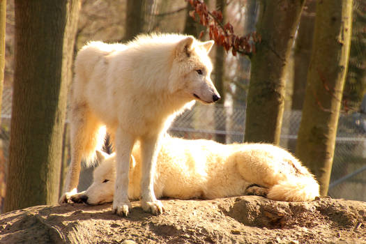 Polar pups