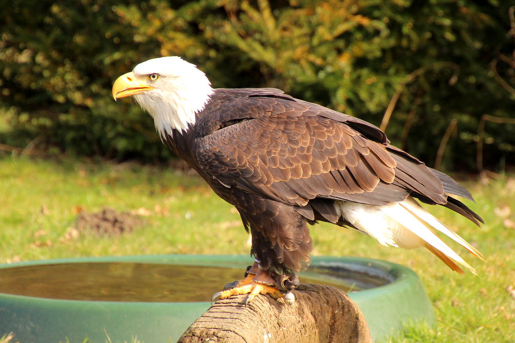 Haliaeetus leucocephalus 2