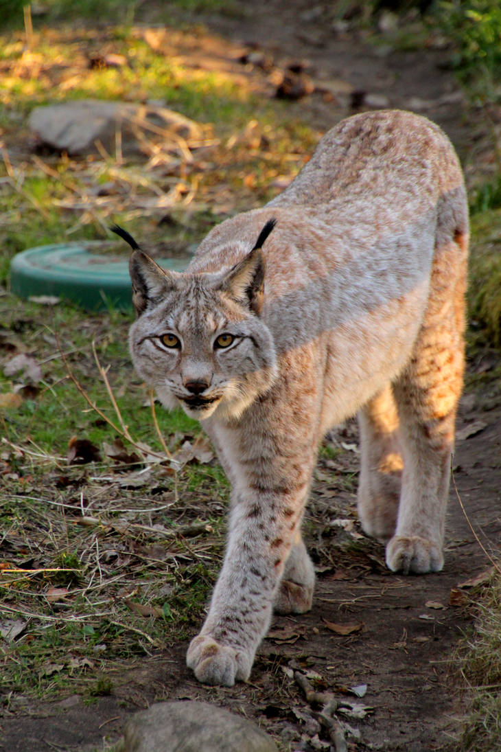 Luchs by Quiet-bliss