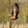 white-tailed eagle 3