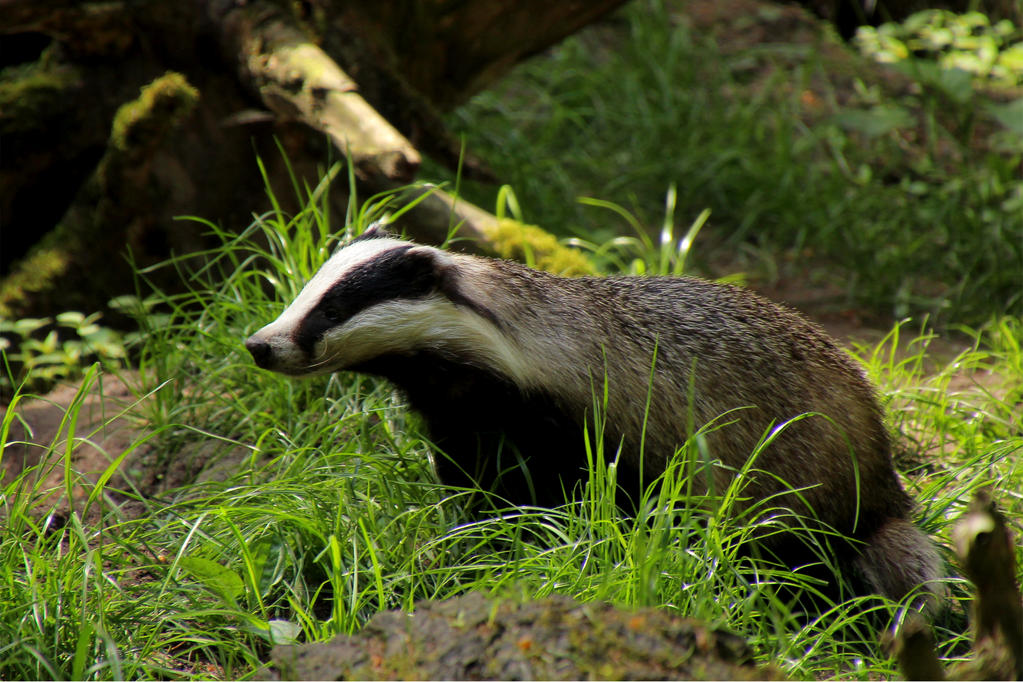 badger by Quiet-bliss