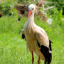 stork