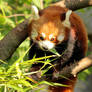 red panda