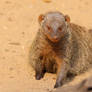 banded mongoose