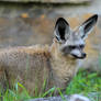 bat-eared fox