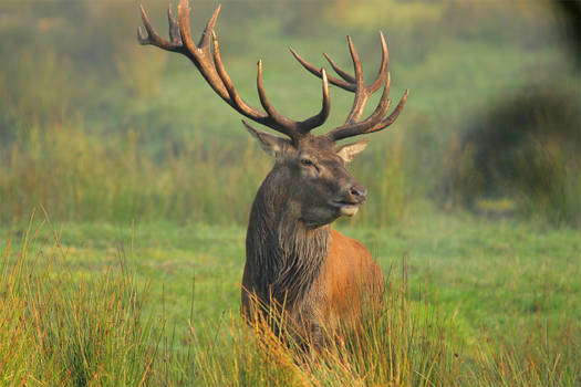 Cervus elaphus