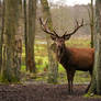 red deer