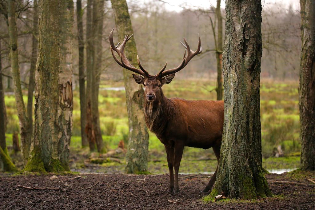 red deer by Quiet-bliss