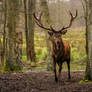 Powerful stag