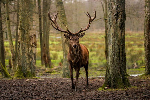 Powerful stag