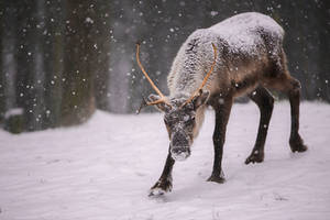 reindeer