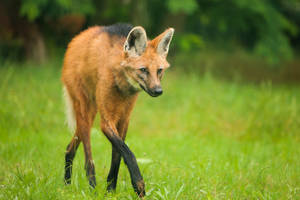 maned wolf