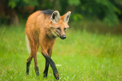 maned wolf