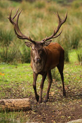 Cervus elaphus