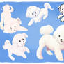 Bichon Frise