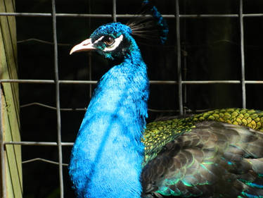 Peacock