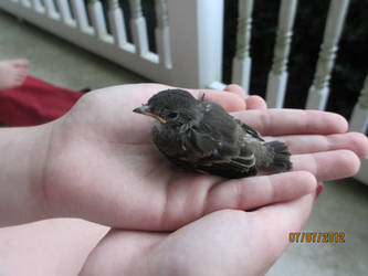 baby bird