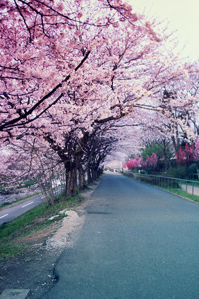 Sakura Road. part II by eloque on DeviantArt