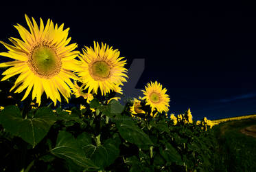 tournesol