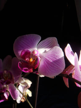 Orchids II