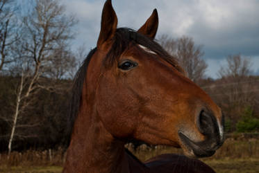 The Barns Goofball