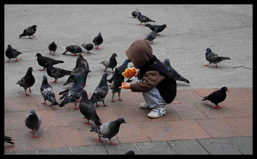 Little boy is feeding pigeons