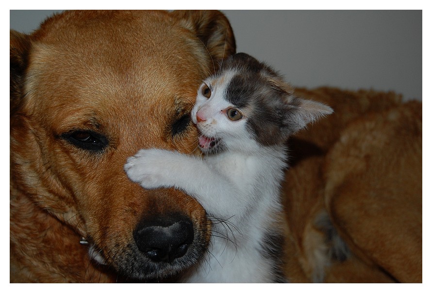 Dog and Cat