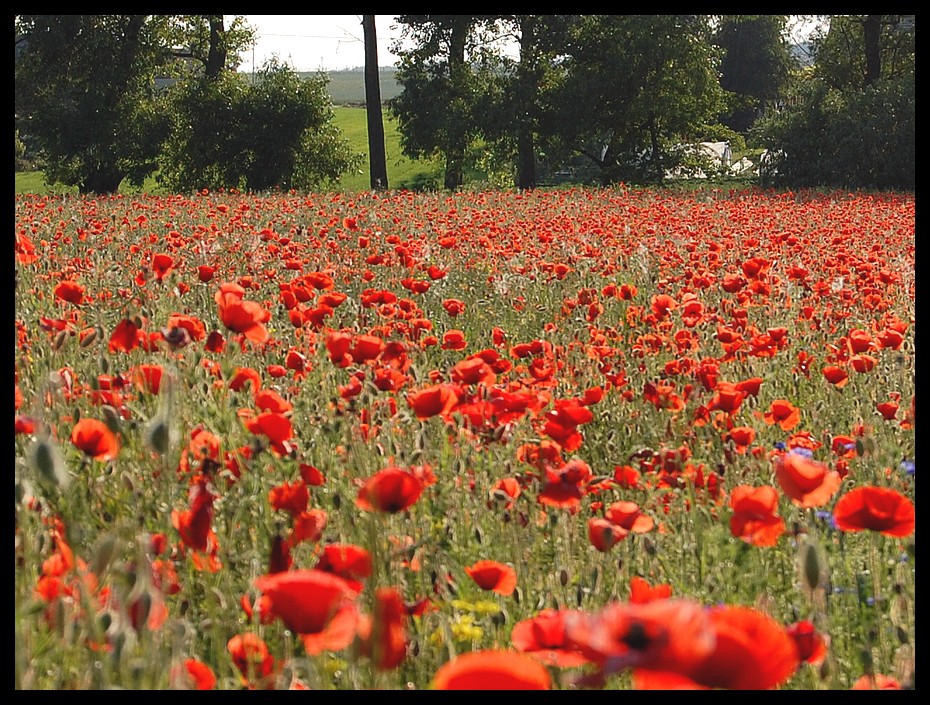 red poppys