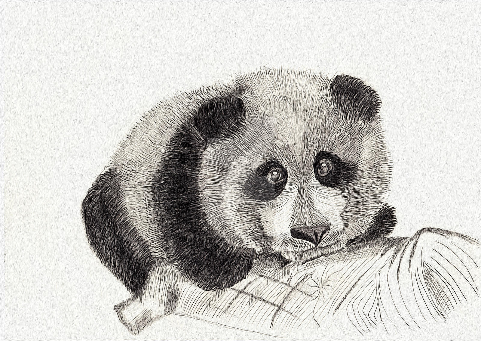 Panda (Sketch) by stefanogemi on DeviantArt