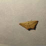 Little butterfly (Moth)