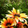 Orange Summer Flowers