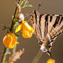 Papilionidae Papilio Machaon
