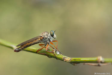 Robber fly - Asilinae