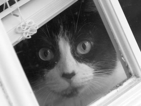 The Cat's Window