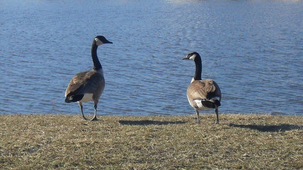 Conversing Geese